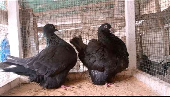 Pigeon mondain image 2