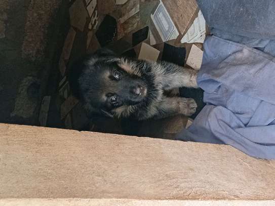 Chiots a vendre image 3