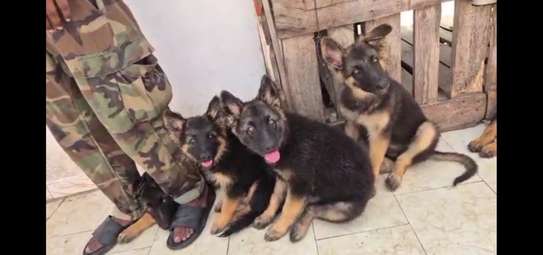 Chiots bergers allemands à vendre image 2
