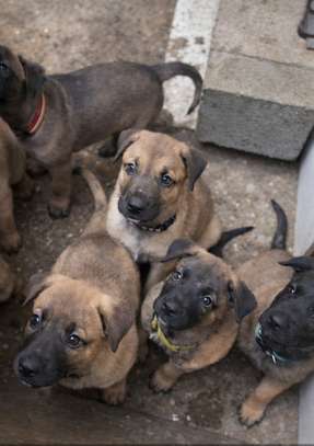 Berger malinois image 2