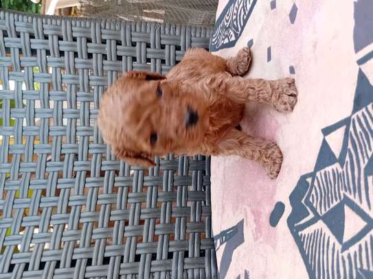 Caniche image 7