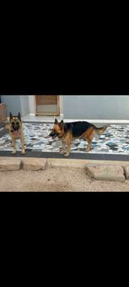 Berger Allemand chiots noir et feu vaccinés et deparasités image 4