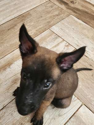 À vendre – Chiots Bergers Belges Malinois pure race 🐾 image 5