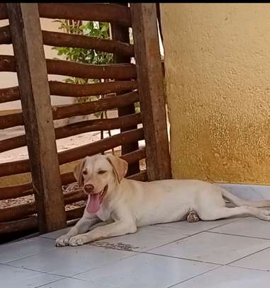 Labrador pure race image 3
