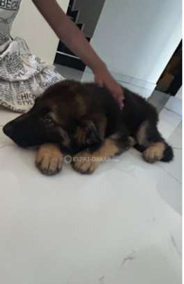 Berger Allemand chiot noir et feu vacciné image 3