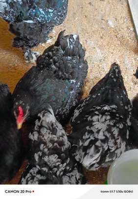 Poussins cochons cailloutés image 3