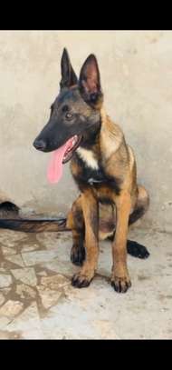 Berger malinois image 2