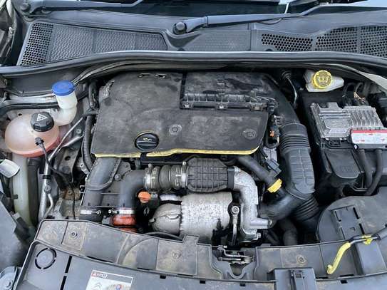 C4 Cactus image 7