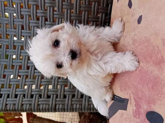 Bichon maltes image 8