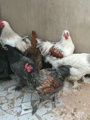 Couple. Poule bramah image 3