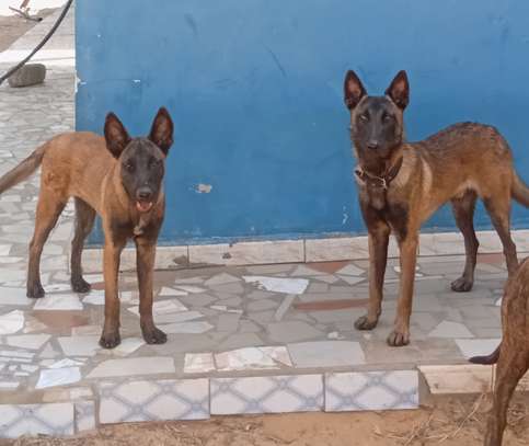 Couple Berger Malinois image 2