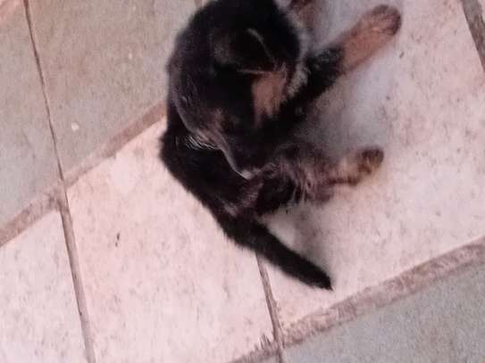 Chiots a vendre image 4