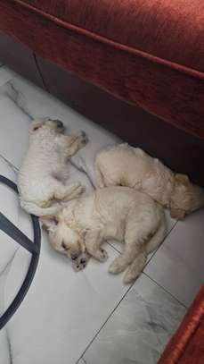 À VENDRE – PETIT BICHON MALTAIS FEMELLE image 4