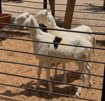 Vente Femelles Ladoum image 5