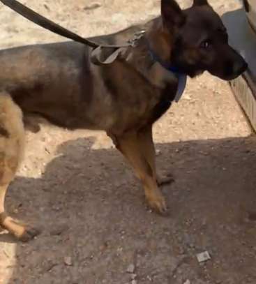 CHIENS DE TRAVAIL – MALINOIS & BERGER ALLEMAND image 2