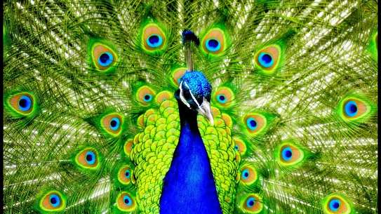 Paon bleu image 2
