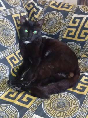 Chat à donner image 2