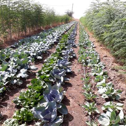 Parcelle de 18 hectares à vendre entre Thiès et Sindia image 5