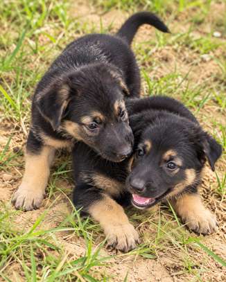 Chiots Berger Allemand vaccinés avec carnet image 2