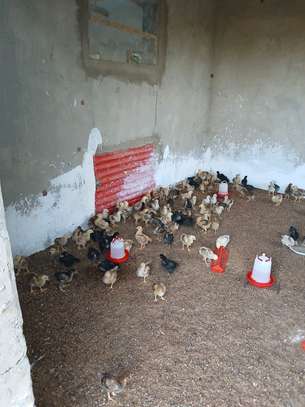Poussins et œufs fertiles poulet goliath image 7