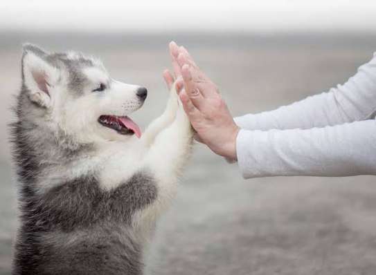 Chiot Husky Sibérien provenance BERLIN image 5
