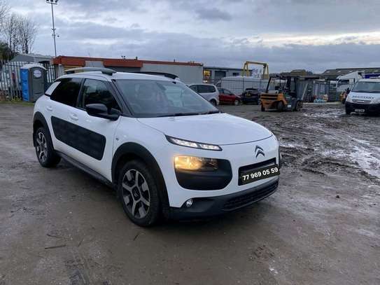 C4 Cactus image 9