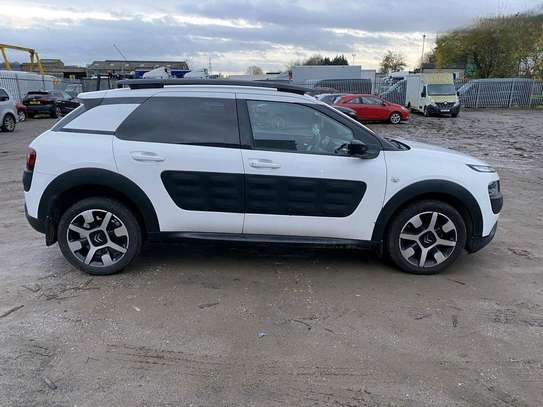 C4 Cactus image 8