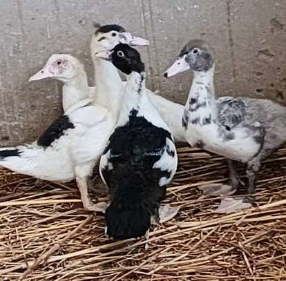 Canards image 3
