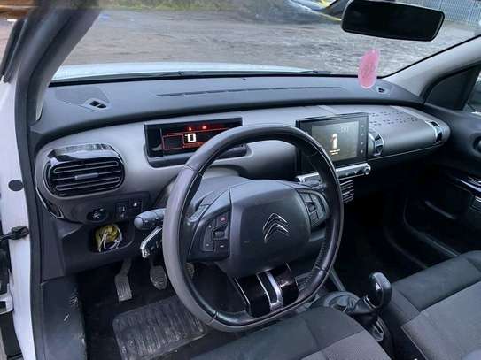 C4 Cactus image 5