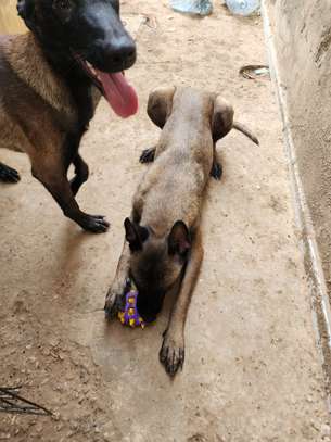 Berger belge malinois image 4