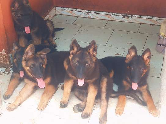 Chiots bergers allemands à vendre image 4