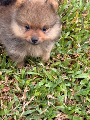 Pomeranien image 5