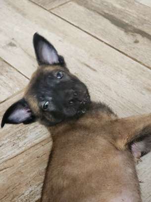 À vendre – Chiots Bergers Belges Malinois pure race 🐾 image 2