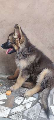 Berger Allemand chiot noir et feu vacciné joueur image 3