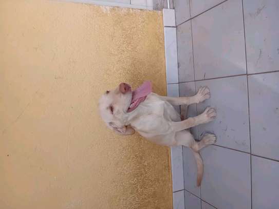 Labrador pure race image 9