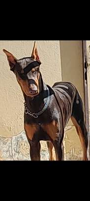 Chiot femelle Doberman noir et feu image 9