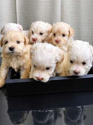 Bichon maltais image 4