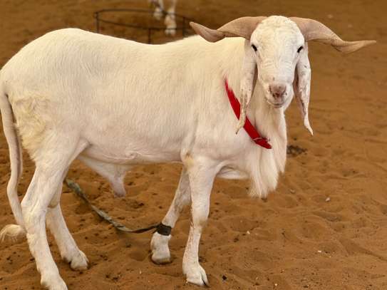 Mouton de tabaski de qualite image 11