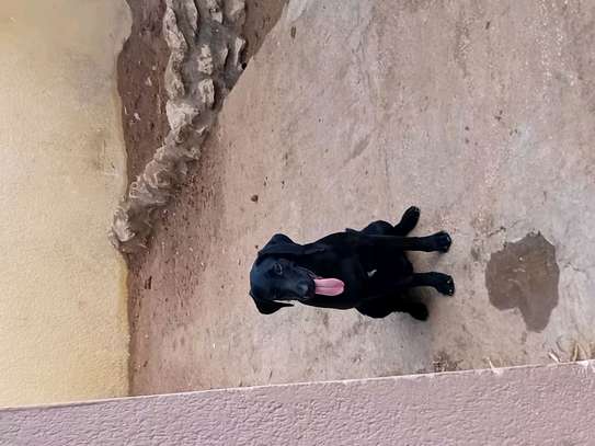 Labrador noir jeune affectueux et joueur image 5