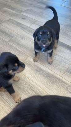 Chiot Rottweiler à vendre image 2