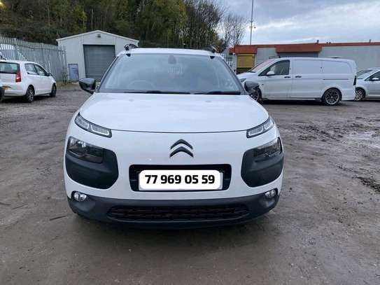 C4 Cactus image 2
