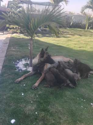 Chiot berger malinois image 5