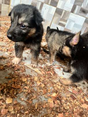 Berger Allemand chiot marron noir image 4