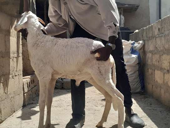 Moutons Ladoum image 2