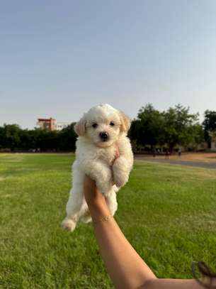 Bichon maltais image 3