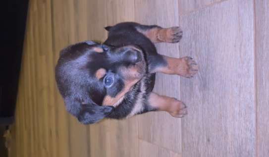 Chiot Rottweiler à vendre image 4