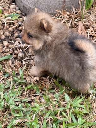 Pomeranien image 2