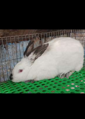 Couple Lapereaux lapin californien image 3