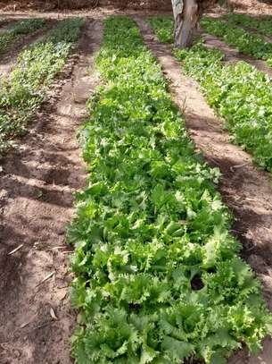 Notto agro-fournisseur image 2