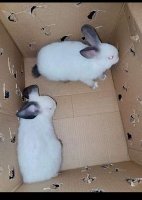 Couple Lapereaux lapin californien image 4